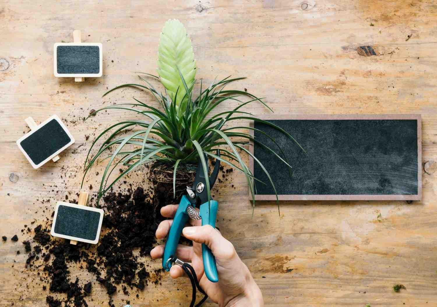 Implementing Drip Irrigation for Targeted Root Hydration